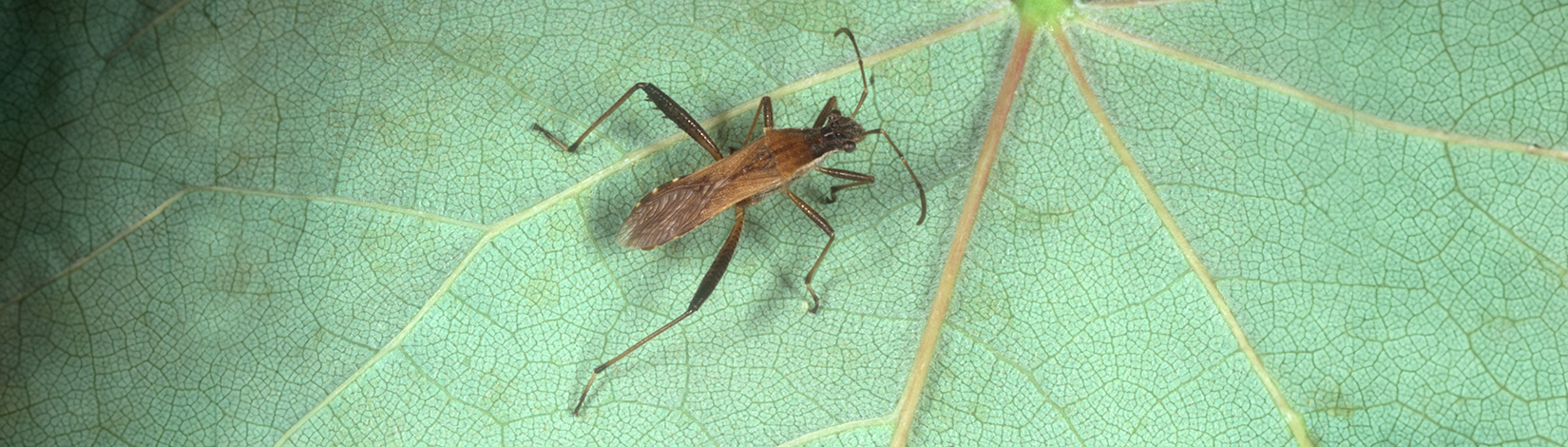 a photo of an Alydus pilosulu by Lyle Buss