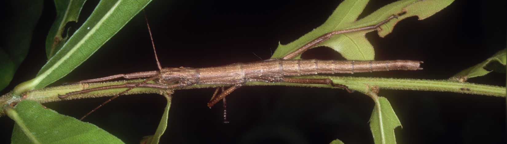 a photo of an Anisomorpha buprestoides nymph taken by Lyle Buss