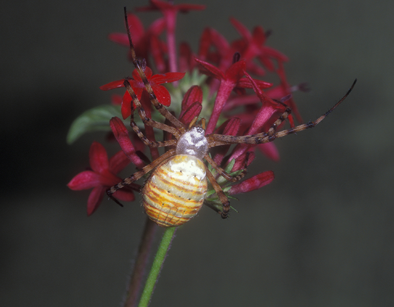 a photo of a Argiope trifasciata spider