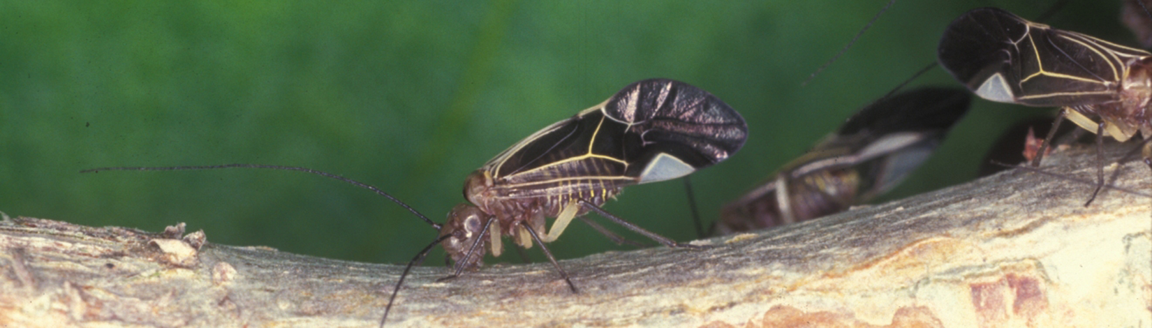 a photo of Cerastipsocus venosus4 by Castner