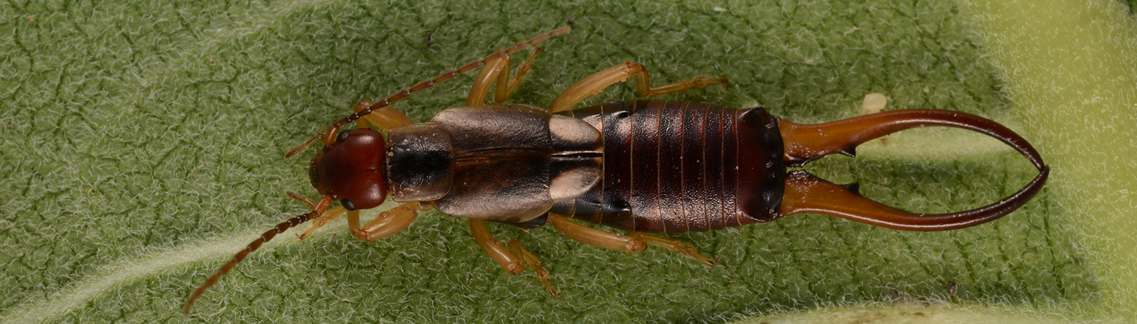 a photo of a Forficula auricularia male taken by Lyle Buss