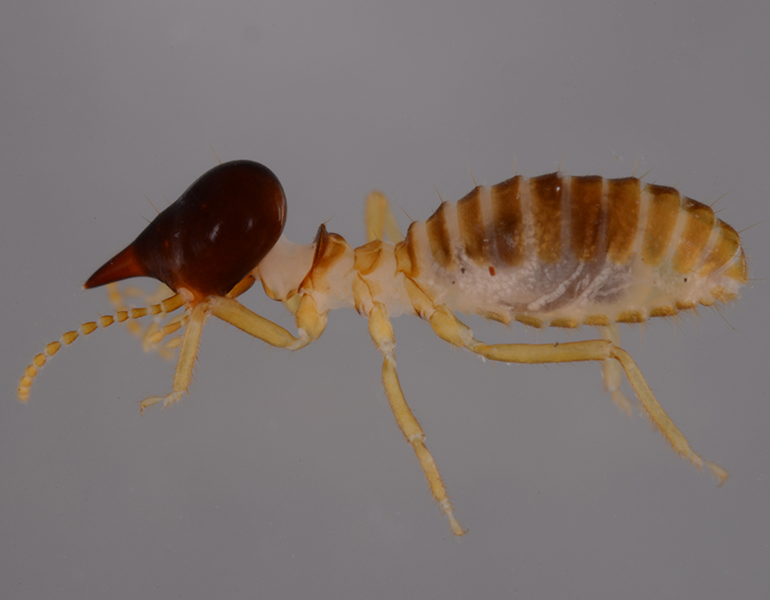 a photo of a Nasutitermes corniger soldier3 termite