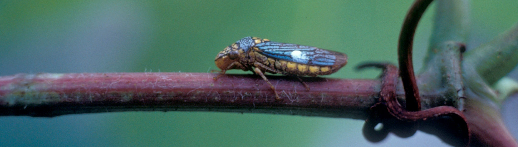 a photo of an Oncometopia nigricans by Warren Adlerz