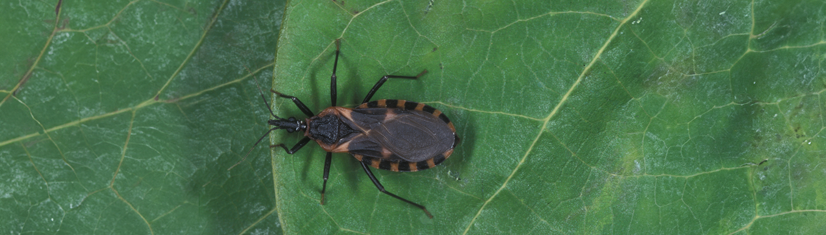 a photo of a Triatoma sanguisug by Lyle Buss