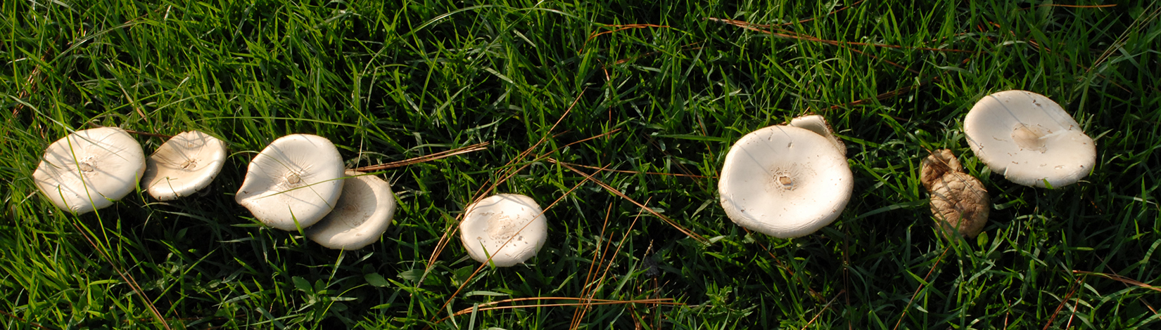 a photo of fairy ring Chlorophyllum molybdites by Lyle Buss