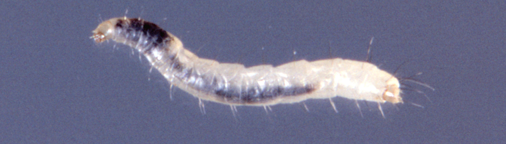 a photo of flea larva by Castner