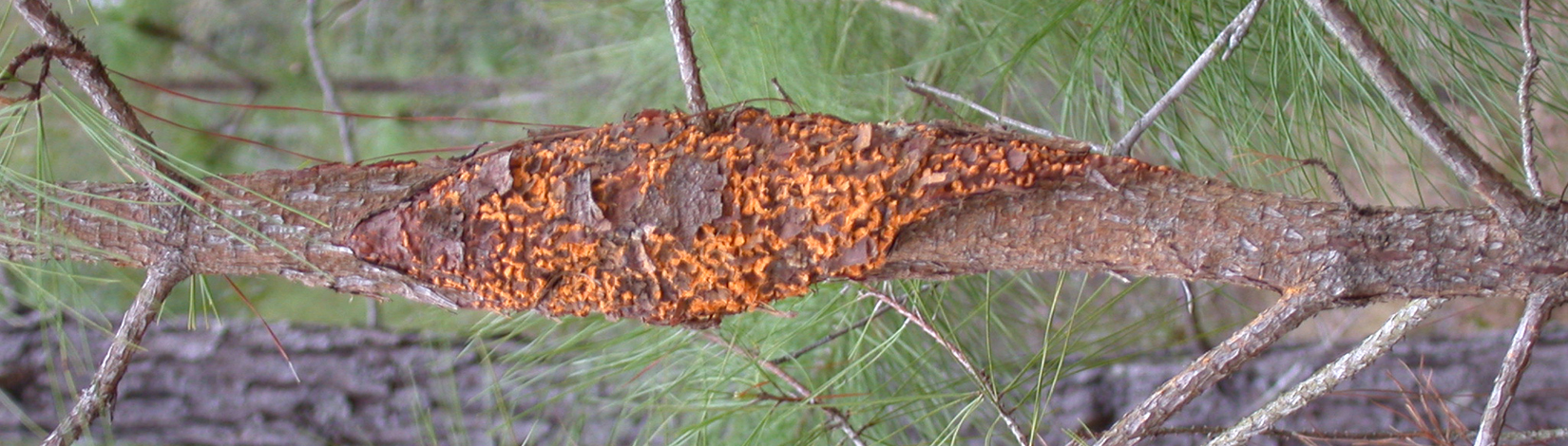 a photo of fusiform rust on pine by Lyle Buss