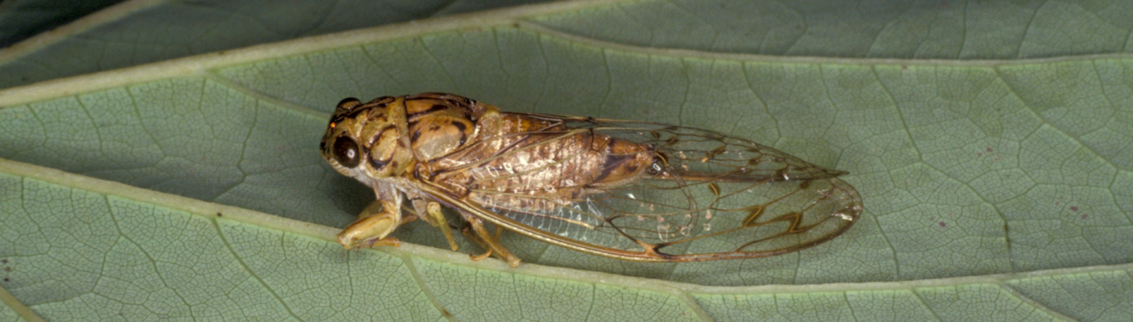 a photo of a hieroglyphic cicada by Castner