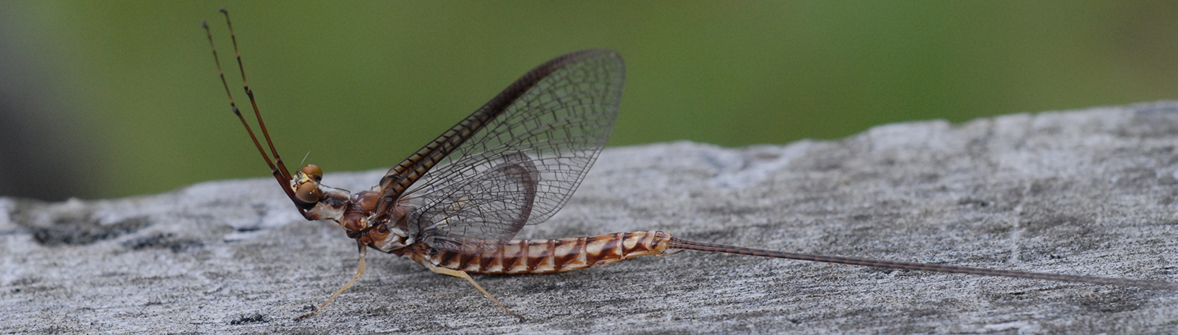 a photo of a mayfly taken by Lyle Buss