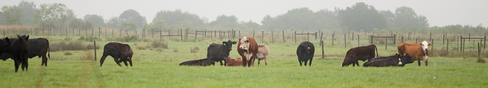 Cows in a field