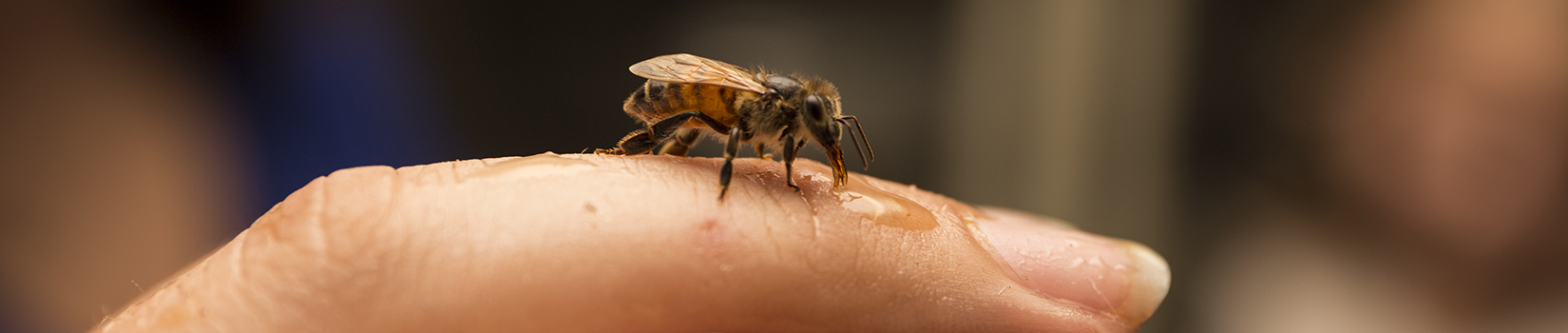 bee on someone's finger