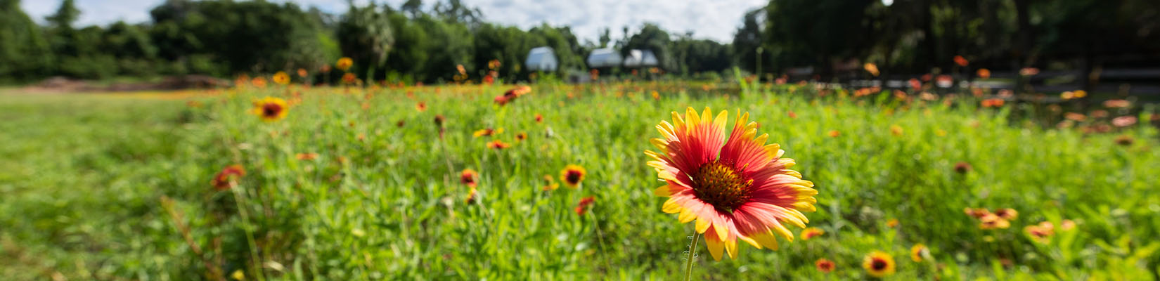 Field of flowers at the UF Bathouses near Lake Alice