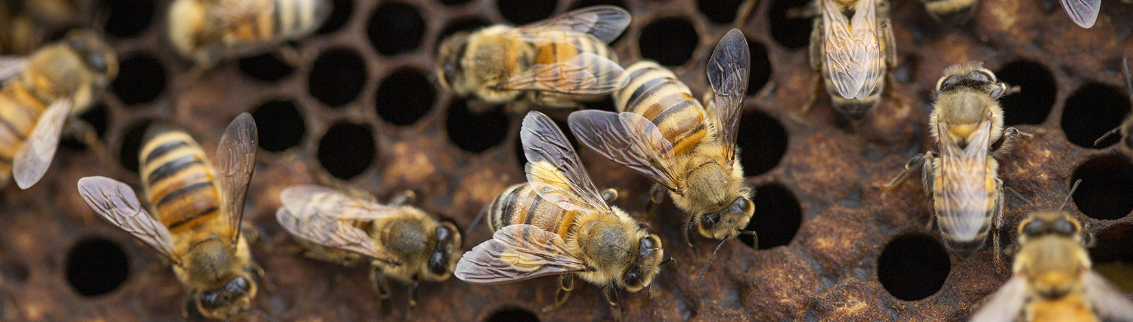 a photo of honey bees
