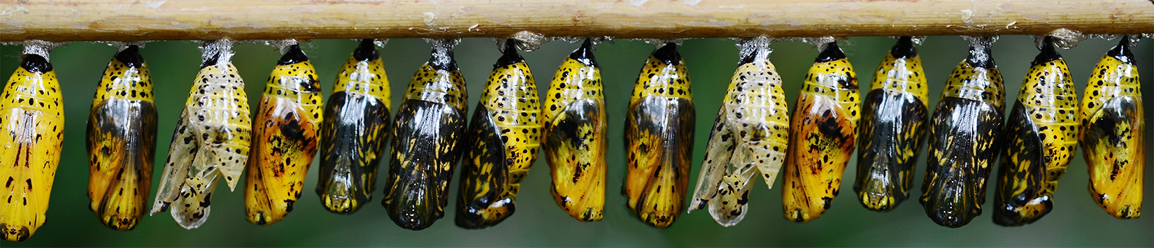 pupae hanging from a stick