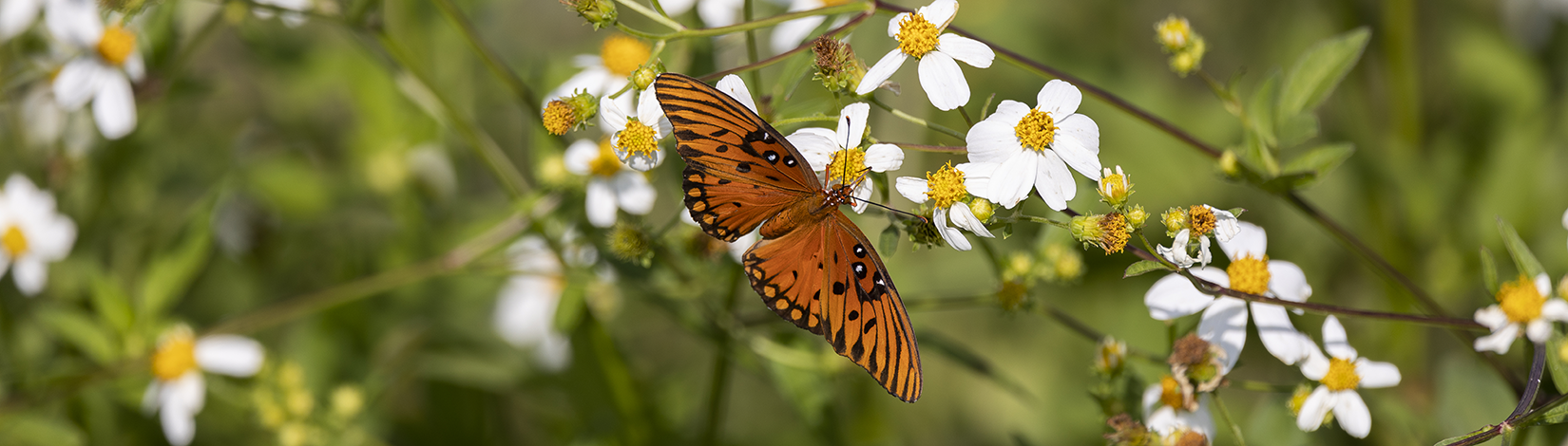 a photo of a butterfly