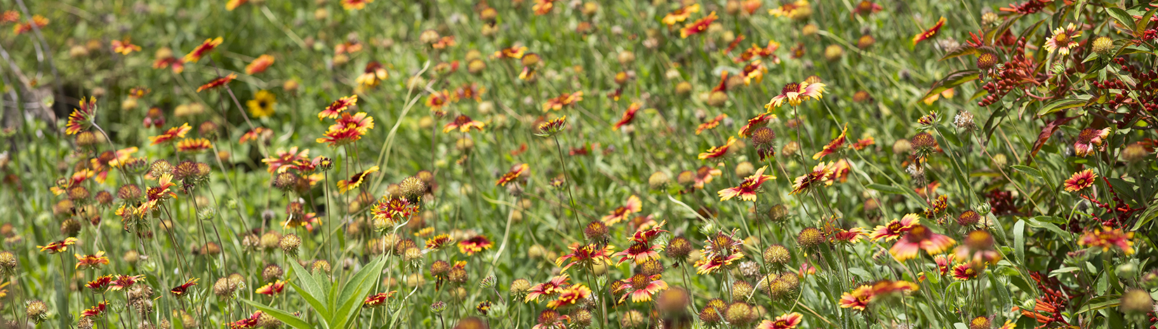 a photo of a field of wild flowers