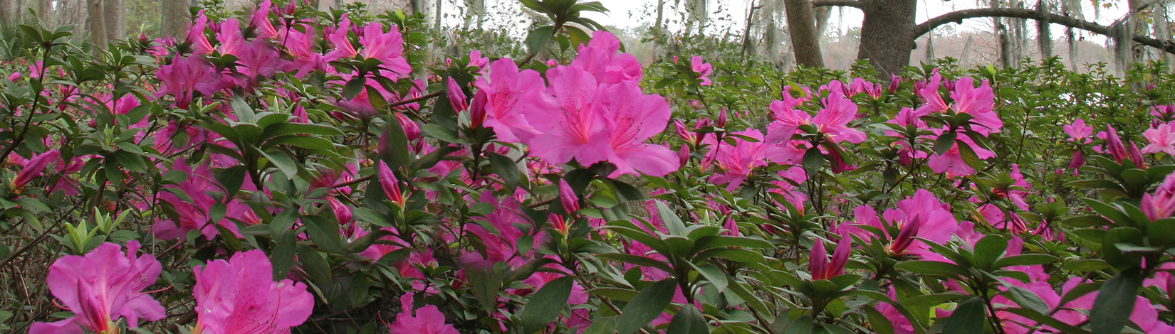 azalea's in bloom