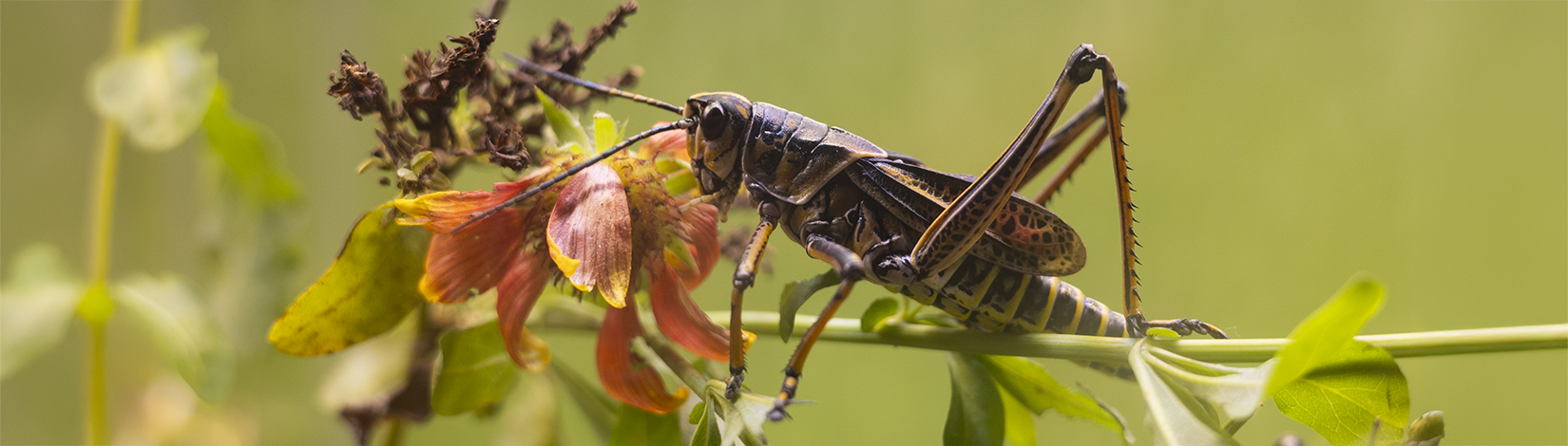 a photo of a grasshopper and a flower