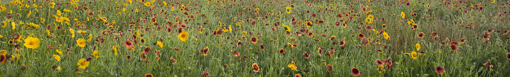 a field of wildflowers