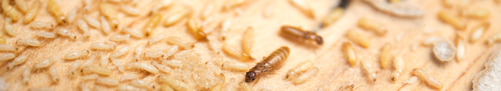 termites eating wood