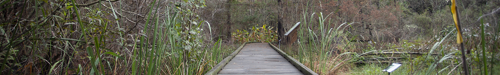 pathway into the Natural Area Teaching Lab at UF/IFAS Entomology and Nematology Department