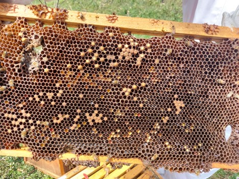 Frame from a bee hive with multiple combs, bees and holes where the foundation is missing.