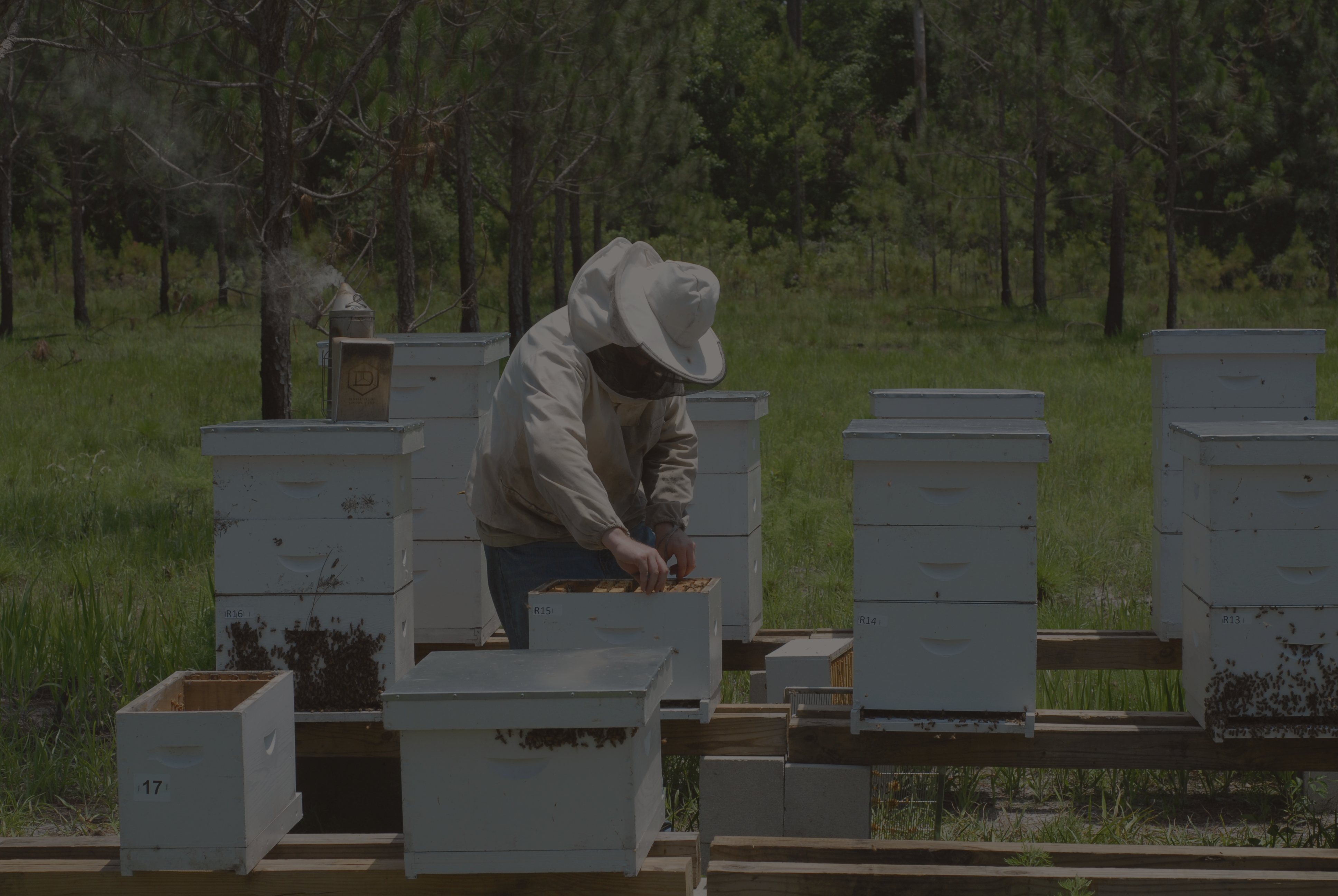 Beekeeper checking hives