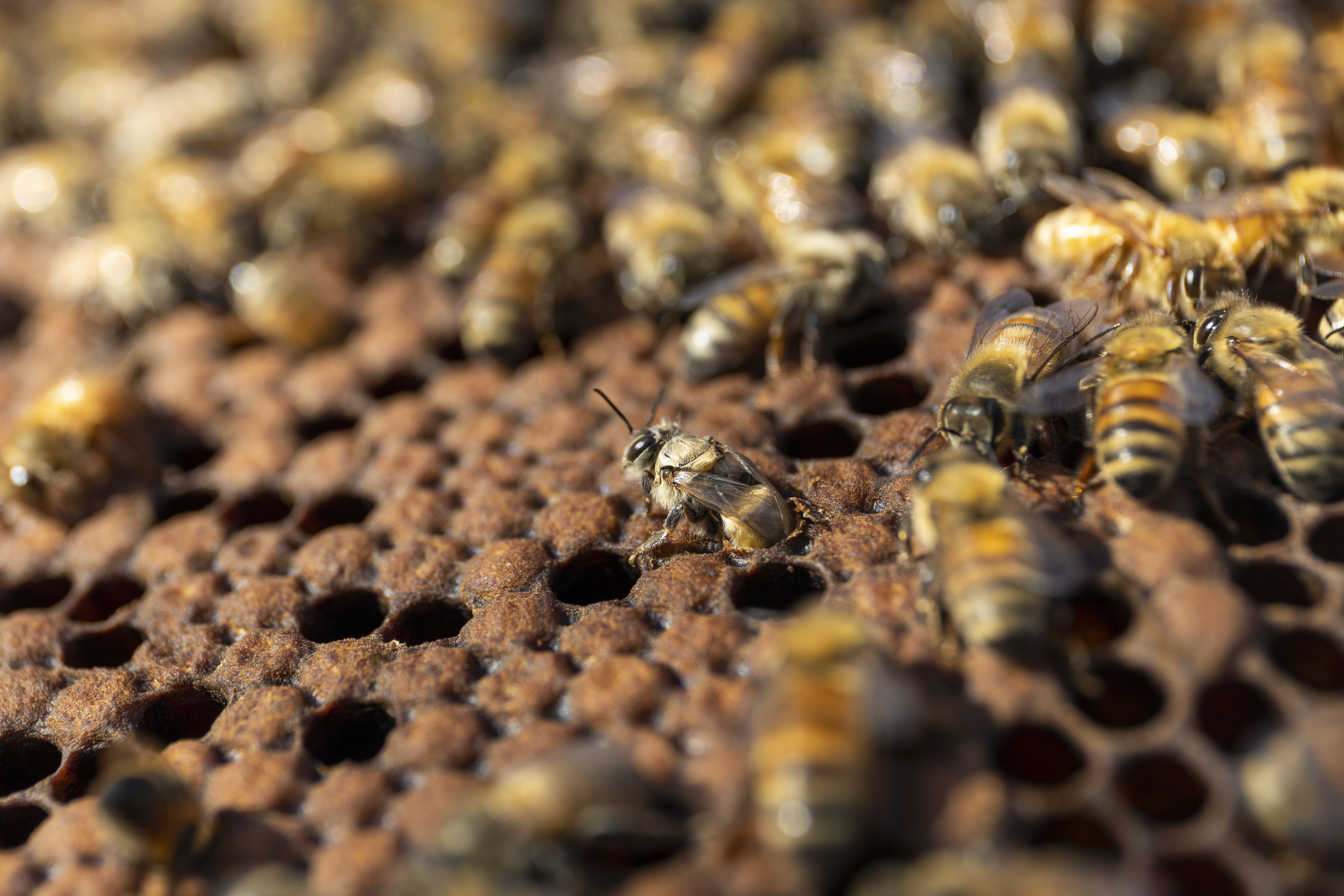 honey bee emerging