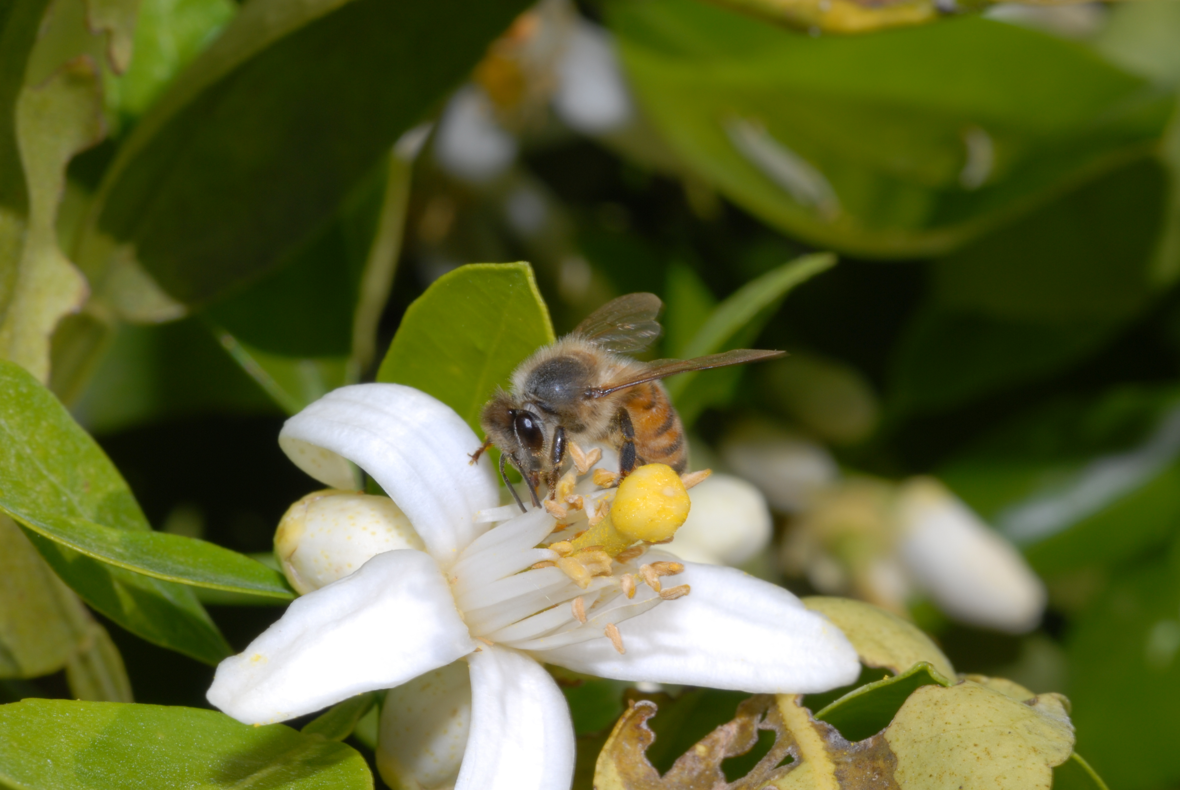 Honey bee pollinating flower