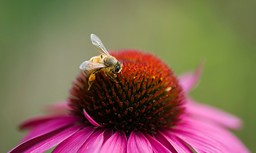 honey bee on coneflower