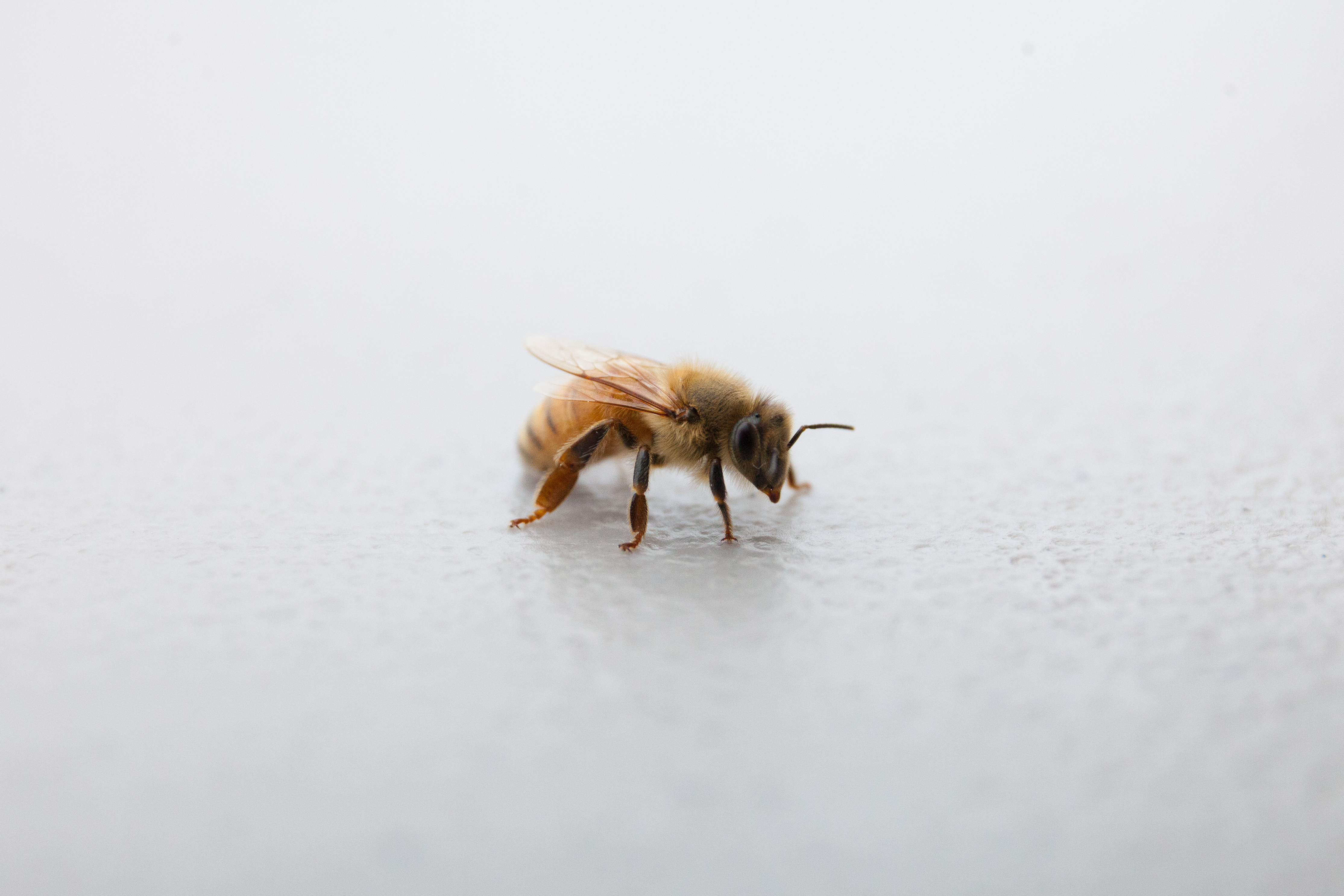 a single honey bee
