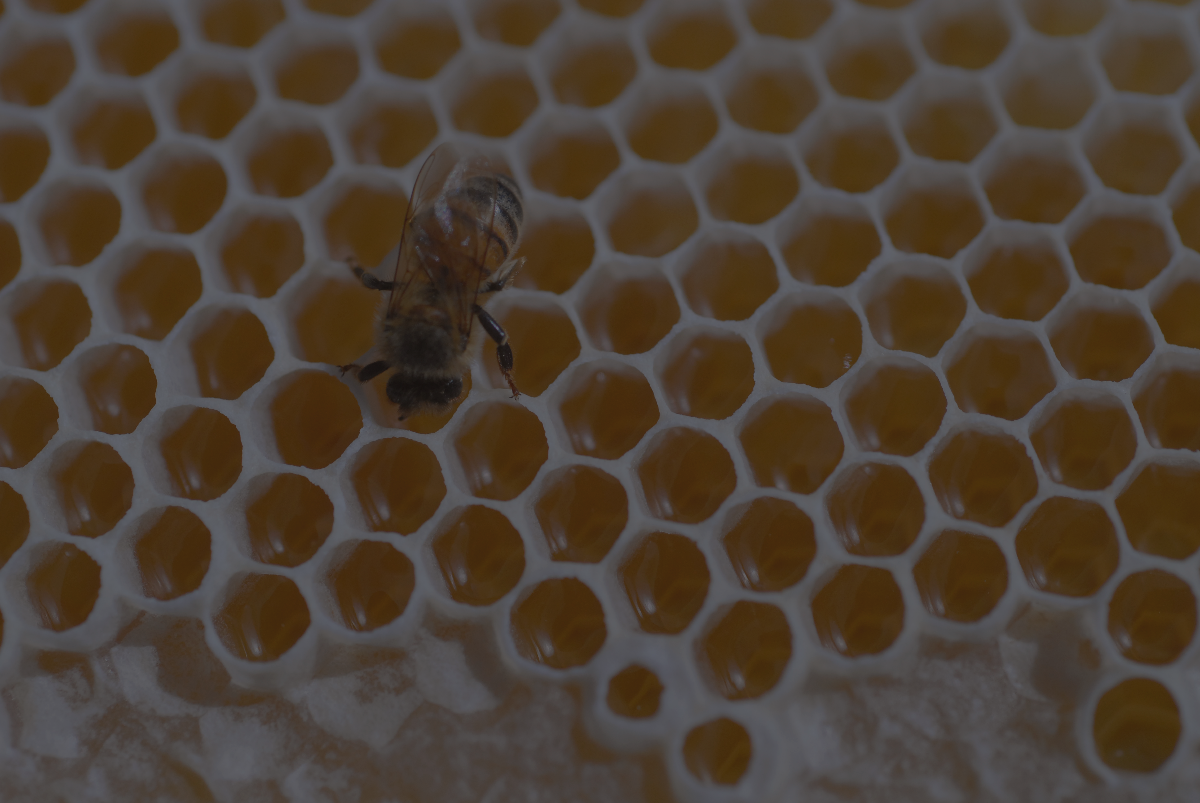 a single bee on honey comb