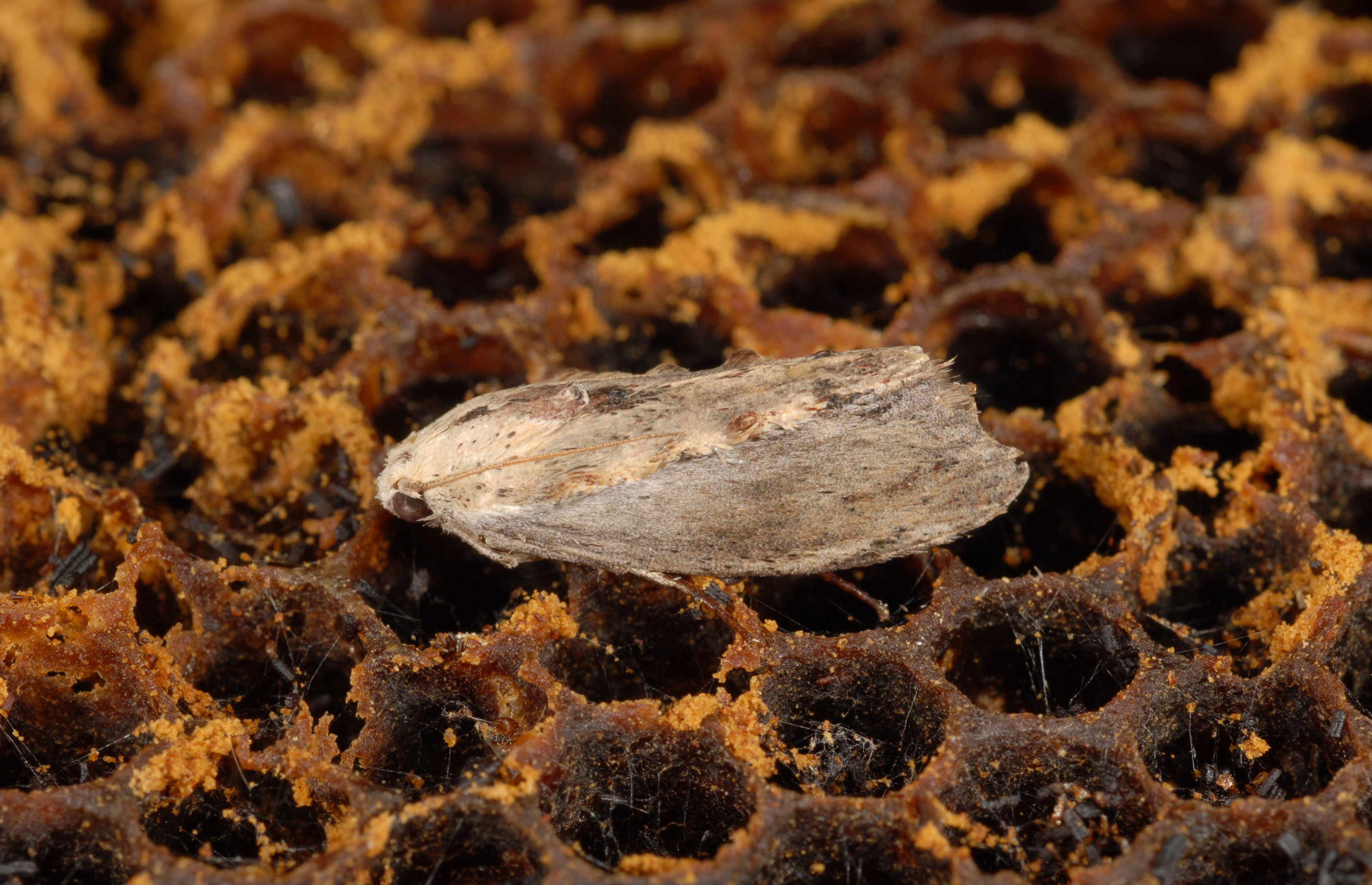 Wax Moths - Honey Bee Research and Extension Lab - University of