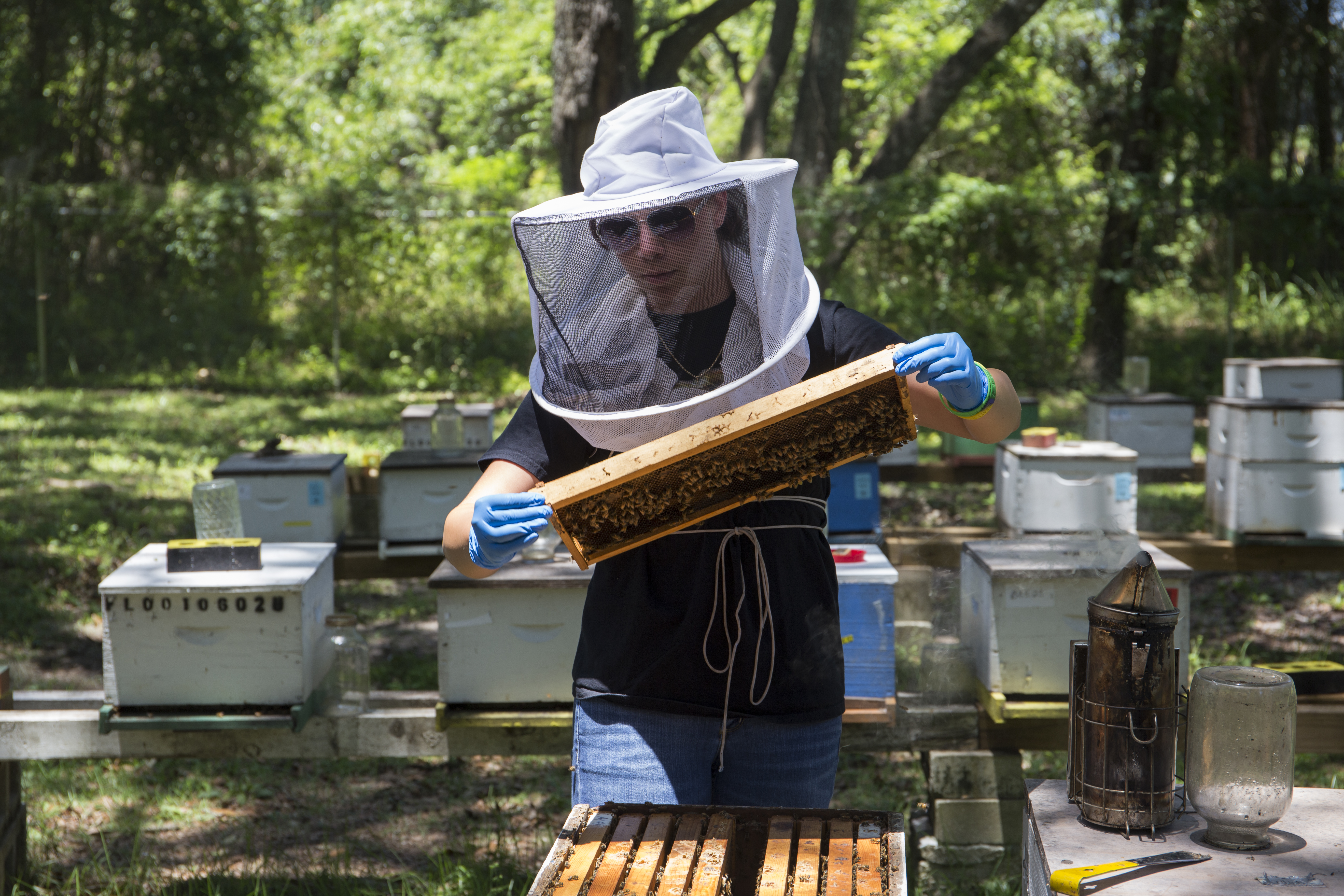 student examining bee frame