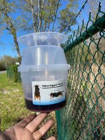 Yellow-Legged Hornet Trap