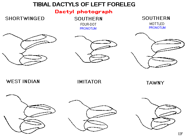 Dactyls