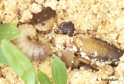 Biological Control of Mole Crickets by Crabronid Wasps