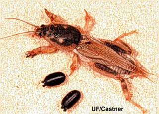 puparia of Ormia
depleta