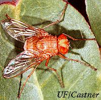 Mole Cricket RedEyed Fly Tutorial3