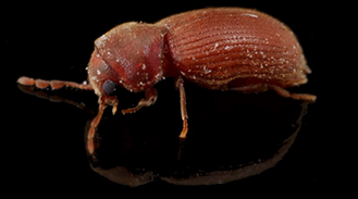 The Drugstore Beetle, Stegobium Oaniceum