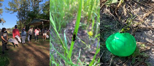 Entomology students are ready for an adventure. Lovebugs rest near a yellow egg. A dragonfly has claimed this find.