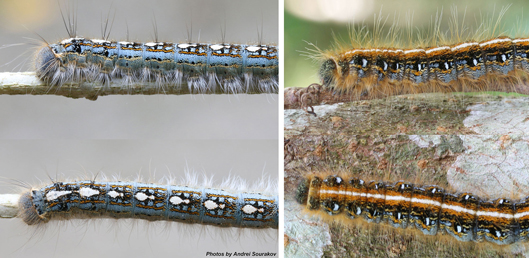 Blue cattapillar on left, oragnge catapillar on right