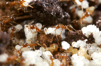 the big-headed ant and eggs
