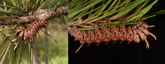 Pine devil, penultimate instar (left) and last instar (right).