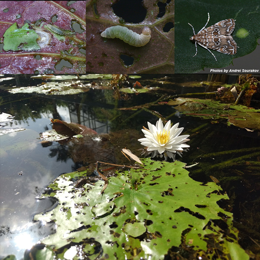 Water lily damage caused by waterliy borer, and its stage as a caterpillar and adult. 