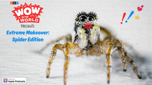The Taylor lab’s work on jumping spider coloration was featured on NPR’s Wow in the World, a show geared for kids that explores the wonders of the natural world. This episode is called “Extreme Makeover: Spider Edition” and follows a cute fictional story of jumping spiders competing in a reality TV matchmaking show, trying not to get eaten by their potential mates. 