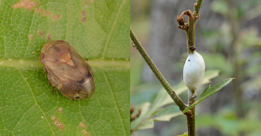 echo moth caterpillar and echo moth adult