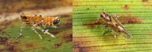 Megamelus palaetus male on pickerelweed, (left) and Megamelus palaetus adult on pickerelweed. (right)