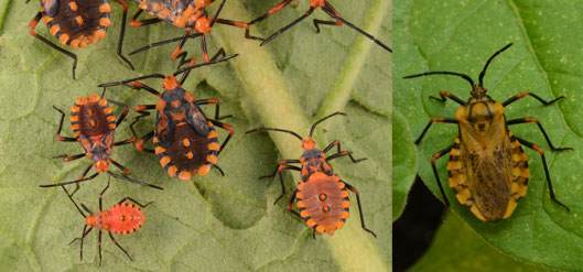 A couple folks have contacted Lyle lately about these bugs in their gardens. This is Spartocera fusca, a member of the leaf-footed bug family Coreidae. Their favorite host plant is black nightshade (Solanum americanum), but they may also feed on other Solanaceae like groundcherry (Physalis spp.) and eggplant. They are found over most of Florida, from Key West well into the Panhandle. 