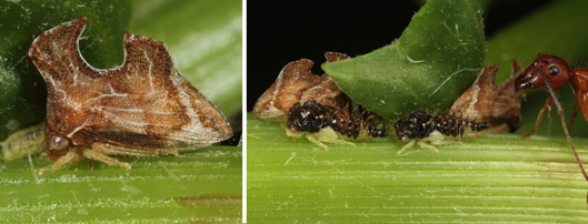 Entylia carinata adult and Entylia carinata nymphs and a carpenter ant on Erechtites hieraciifolius.